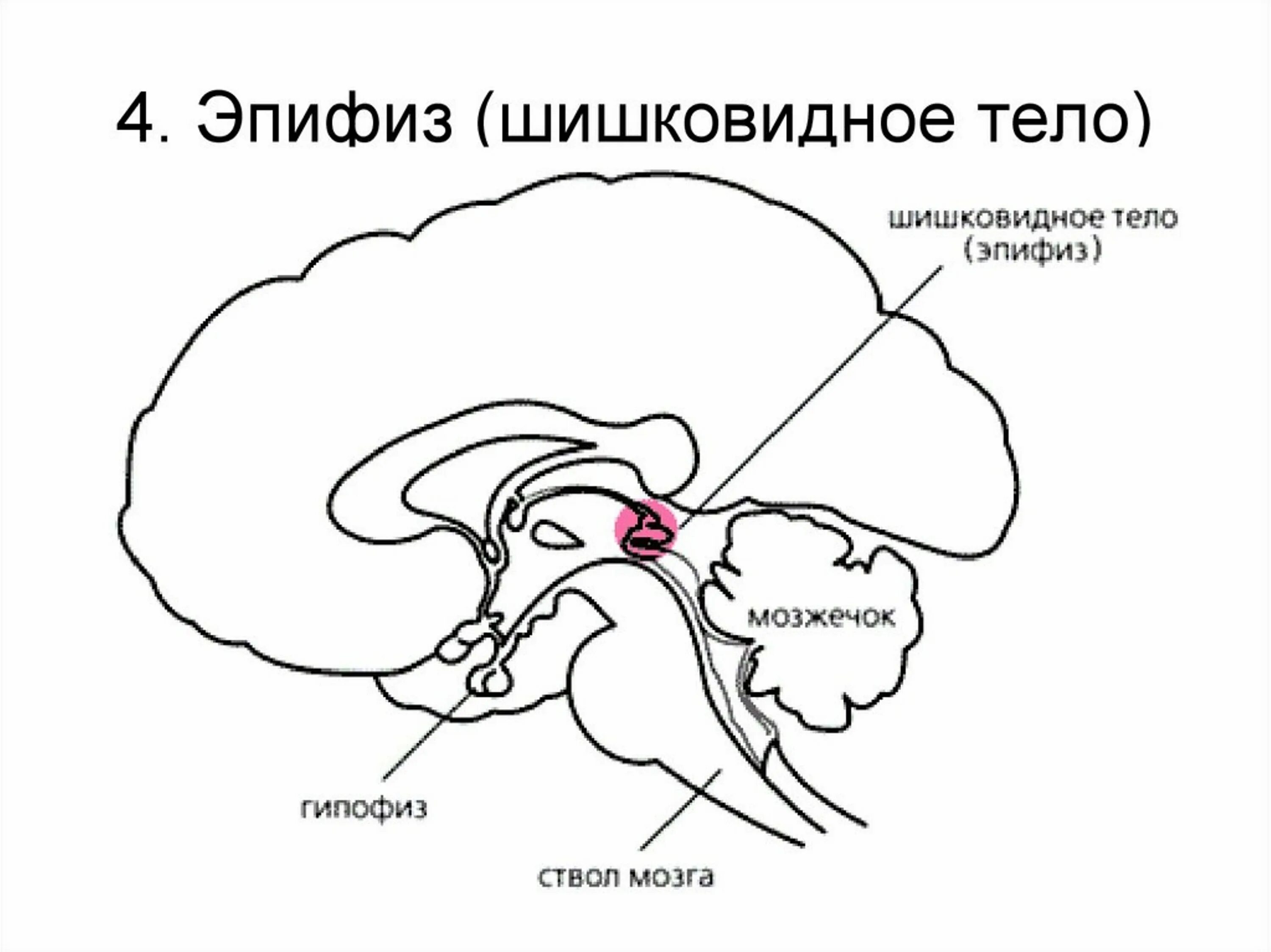 Пинеальная железа это. Шишковидная железа схема расположения. Строение головного мозга эпифиз. Эпифиз шишковидная железа строение. Гипофиз и эпифиз строение.