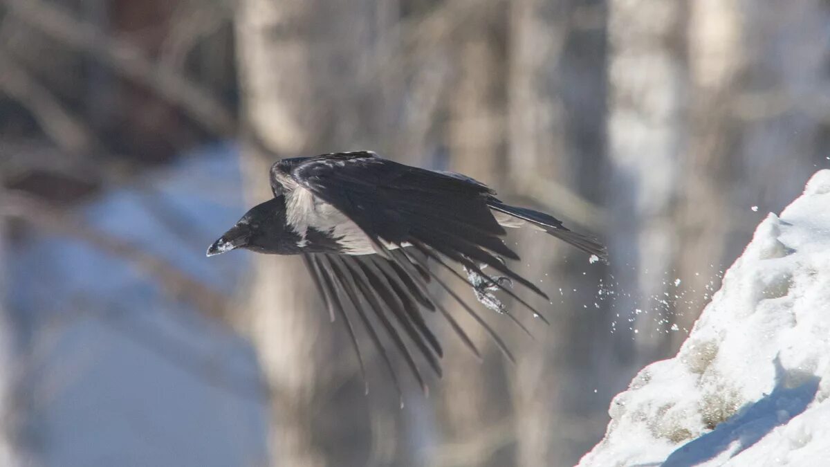 Серая ворона приземляется. Летящий зимой ворон. Серая ворона летит. Серые вороны в полёте зима. Видеть серую ворону