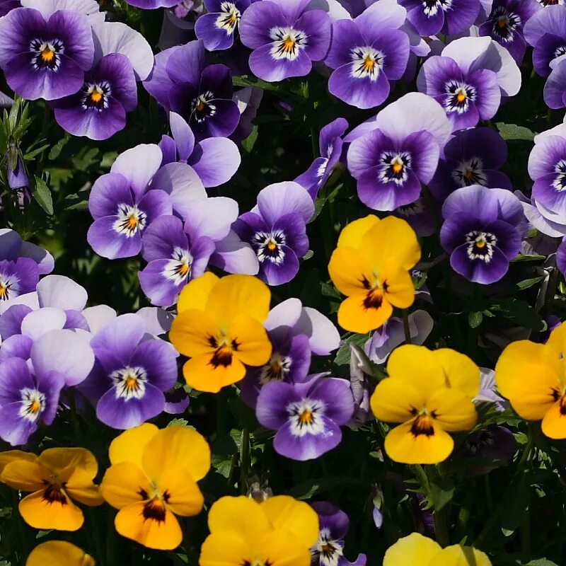 Виола цветы анютины глазки. Виола Анютины глазки. Анютины глазки (Viola Tricolor). Цветы Виола многолетка. Виола однолетняя.