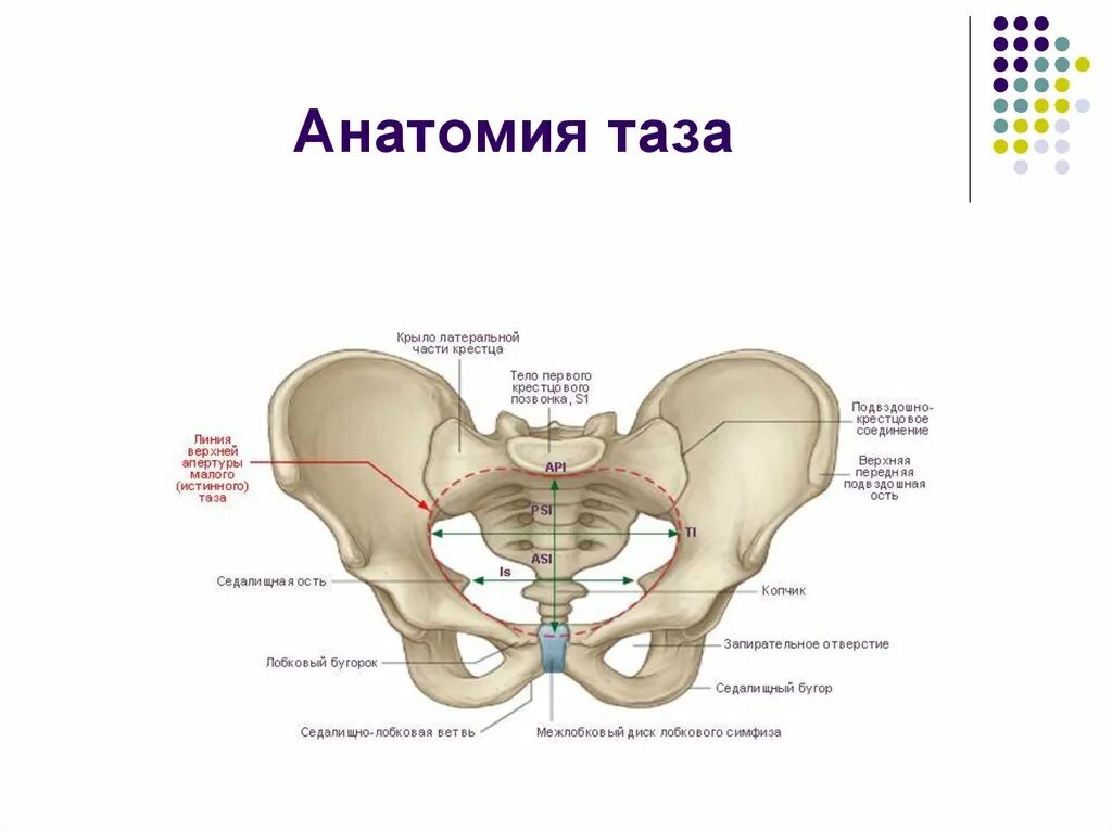 Кости таза мужчины. Лонная кость строение таза. Строение костей таза на кт. Строение костей малого таза. Анатомия малый таз кости.