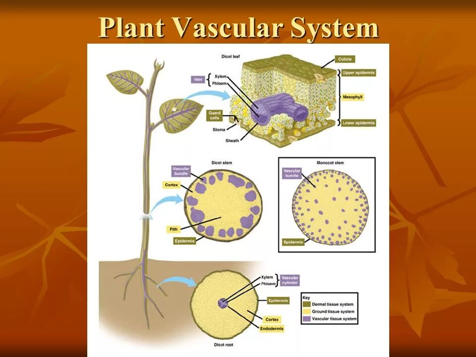 Vascular Tissue. Plant Tissues. Plant Tissue ppt. Plant vasculare ткани.