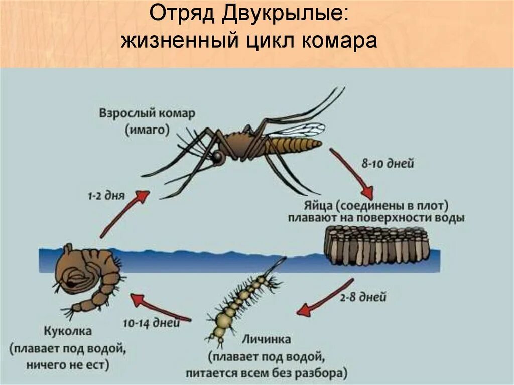 Жизненный цикл комара кулекс. Цикл развития комара обыкновенного. Жизненный цикл комаров рода Culex и Anopheles. Стадии развития комара обыкновенного.