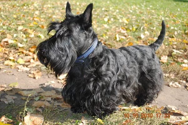 Клоун карандаш и клякса. Порода скотч терьер. Собака карандаша клякса порода. Какая собака была у карандаша. Клякса собака карандаша.