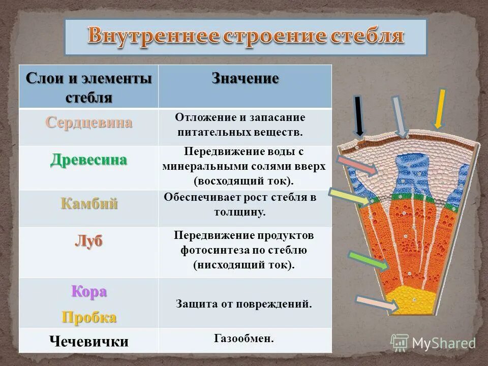 Функции стебля 6 класс. Строение части стебля и функции части стебля. Внутреннее строение стебля кора Луб. Внутренние части стебля функции внутренних частей стебля. Внутреннее строение стебля древесного растения таблица.