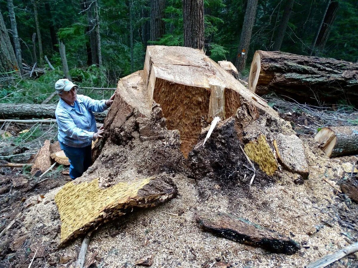 Cut down. Cut Cut Cut Cut Cut Cut Cut Timber. Фото they Cut down. Largest Tree ever Cut down. Cut them down