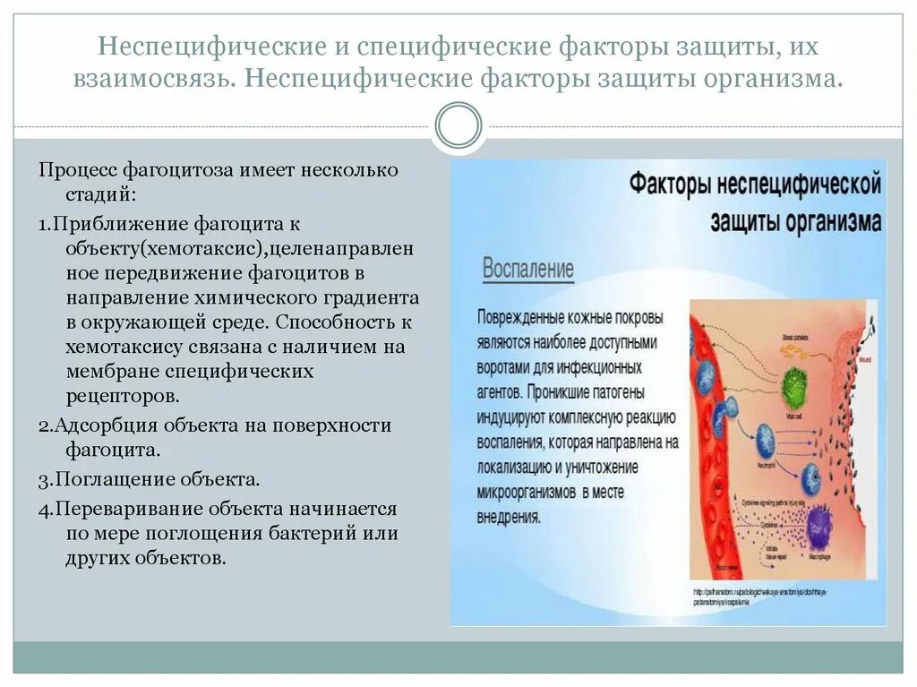 Фактор специфичности. Неспецифические факторы защиты человека. Специфические и неспецифические факторы защиты. Специфические и неспецифические факторы защиты организма. Неспецифические и специфические факторы защиты их взаимосвязь.