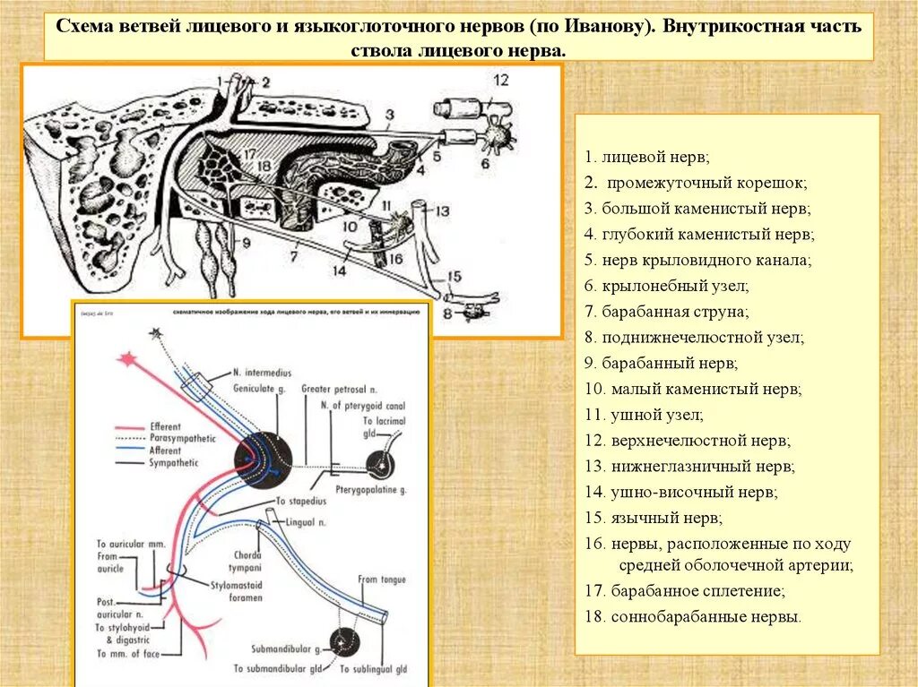 Промежуточный черепной нерв. Промежуточный нерв 2 ветви. Промежуточный нерв анатомия. Лицевой нерв ветви промежуточного нерва. Большой Каменистый нерв, n. petrosus Major.
