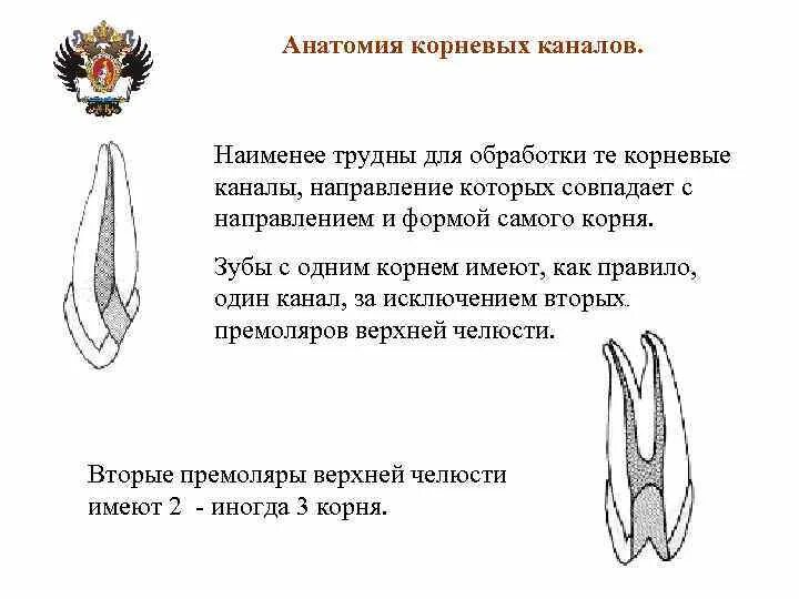 Сколько корневых каналов в зубах. Анатомия корневых каналов. типы корневых каналов. сложная анатомия корневых каналов.