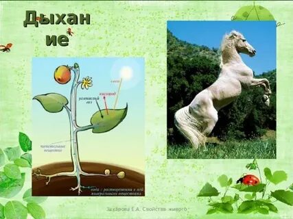 Общее свойство организмов это