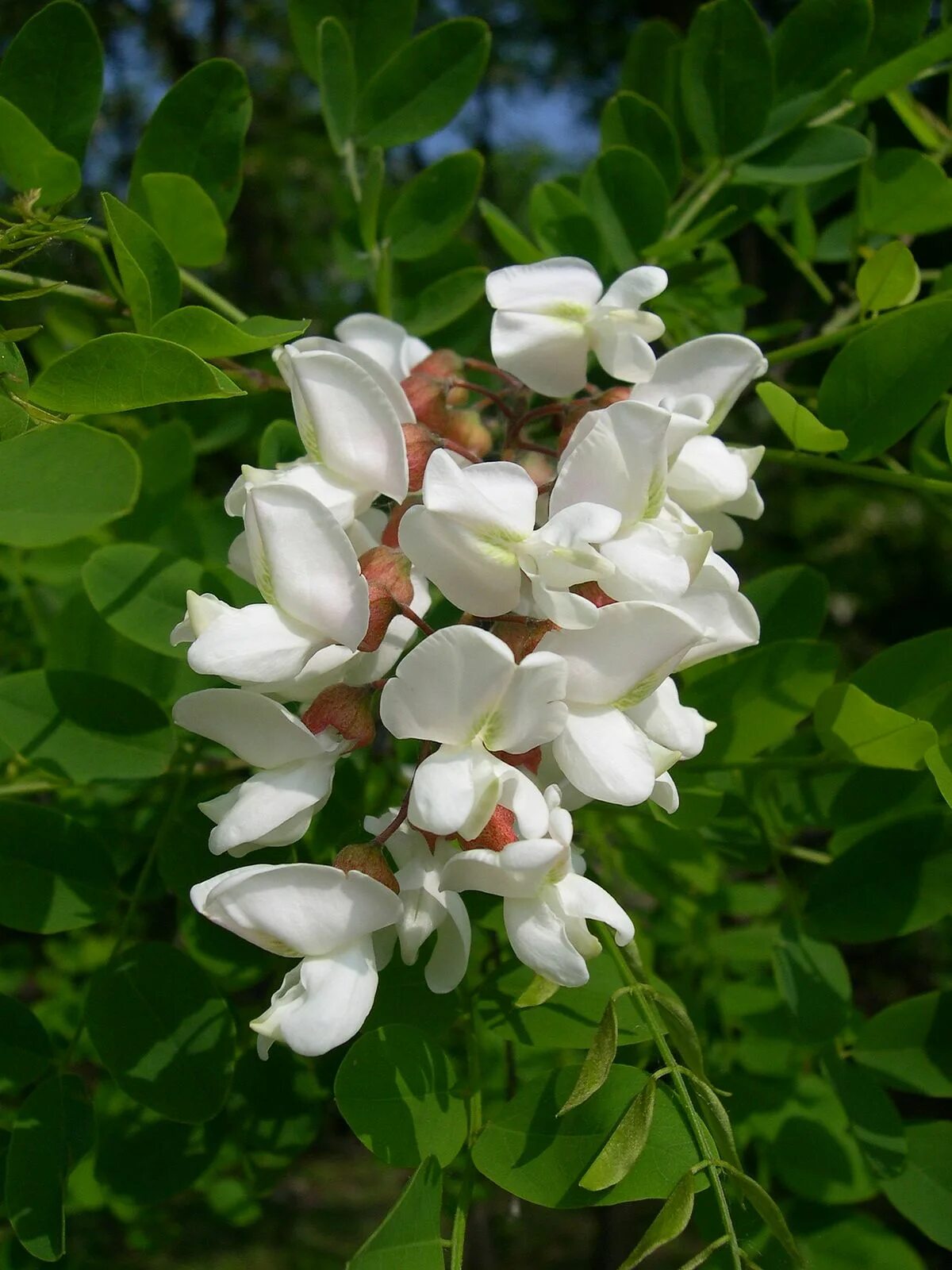 Robinia pseudoacacia