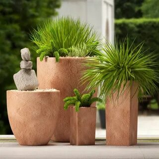 Plant 2017