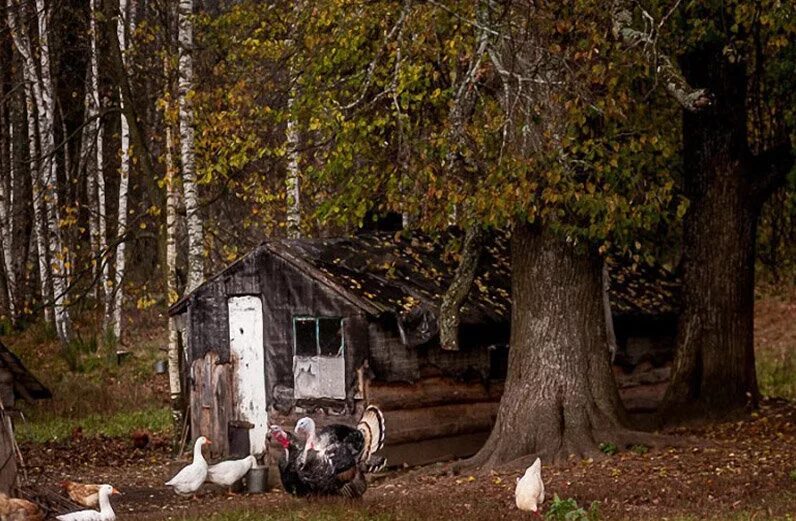 Отшельники живущие в лесах россии. Хижина отшельника алханай. Дом отшельника в лесу. Отшельник в лесу. Отшельники сибирской тайги.