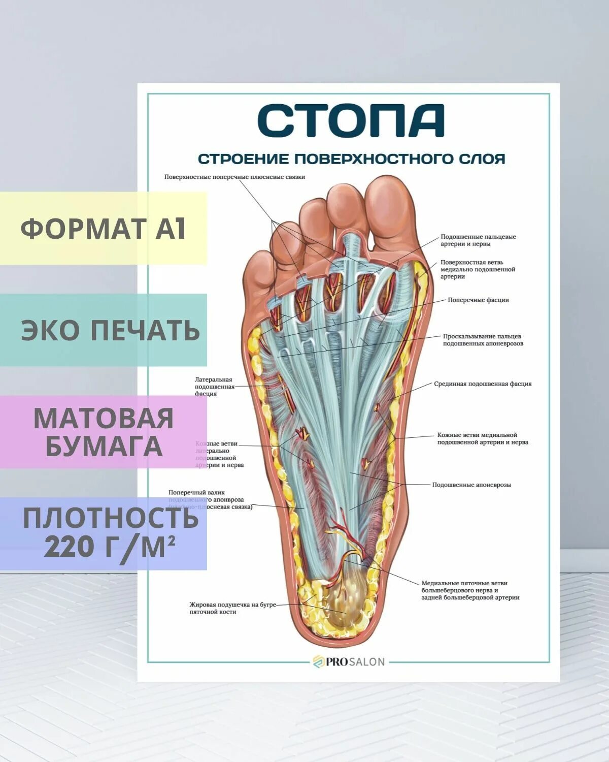 Строение стопы анатомия. Строение стопы. Стопа анатомия. Строение стопы человека. Структура ступни человека.