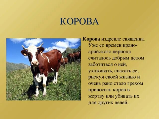 Корова для презентации. Описание коровы для детей. Энциклопедия домашних животных. Корова для презентации. Сообщение о корове.