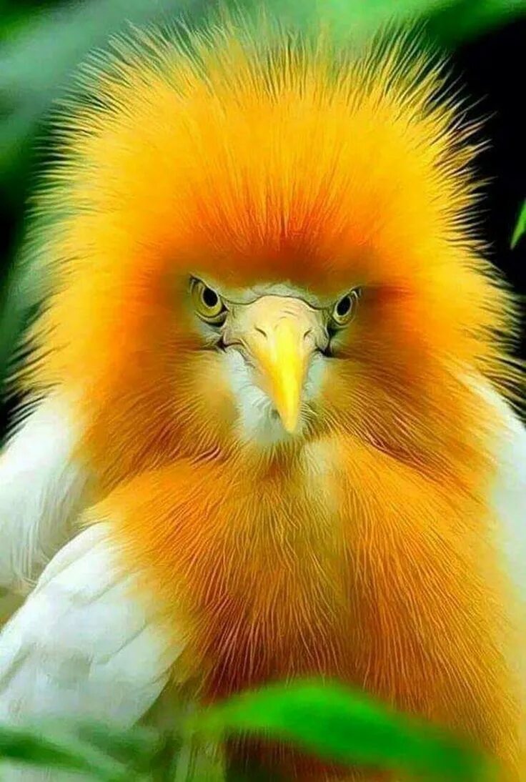 Самые красивые существа. Хохлатая Сова. Красивые птицы. Смешные птицы. Красивые яркие птицы.