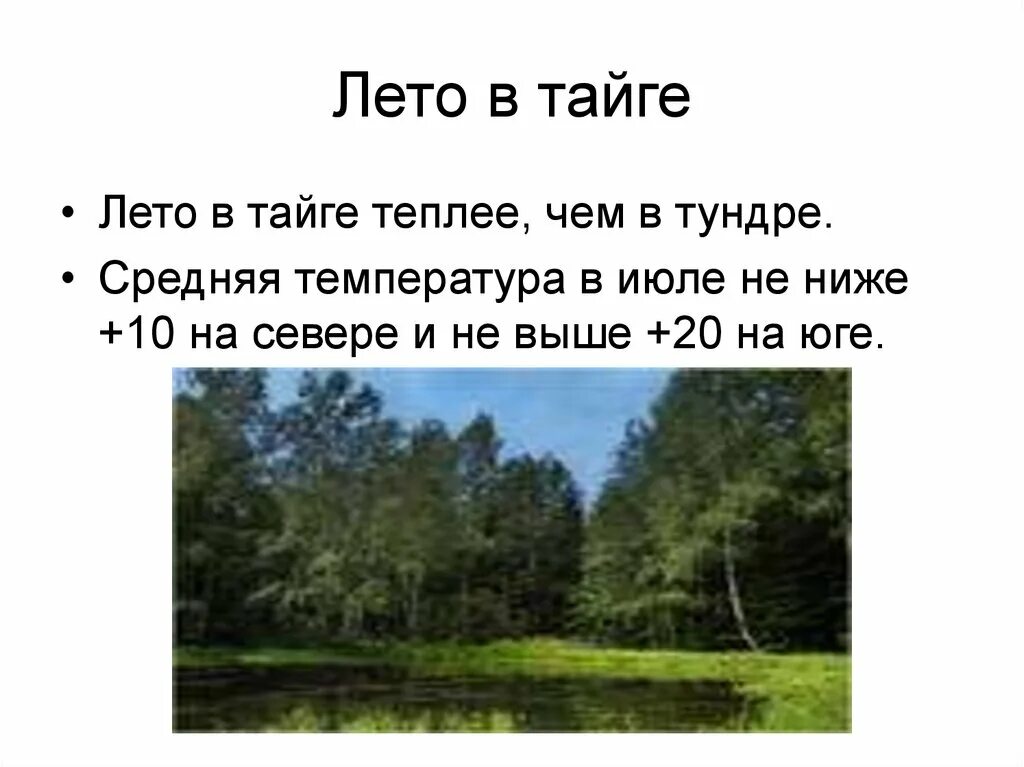 Климат тайги зимой и летом. Лето в тайге температура. Температура в тайге зимой и летом. Температура лета тайги. В тайге зима холодная лето теплое