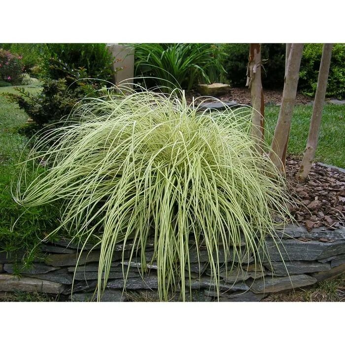 Осока мискантус. Осока охименская. Осока охименская evergold. Carex oshimensis 'evergold'. Осока охименская.
