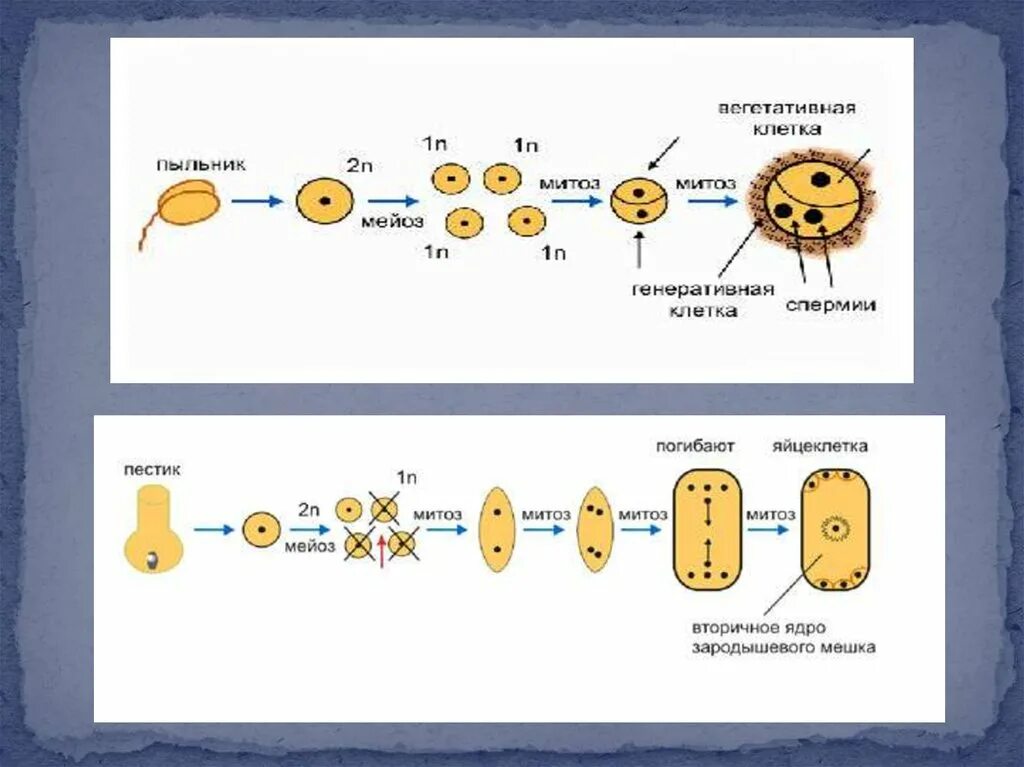 Образование женского гаметофита. Микро и макроспорогенез. Формирование мужского гаметофита пыльцевого зерна. Макроспорогенез у покрытосеменных растений. Оплодотворение у растений микроспорогенез.