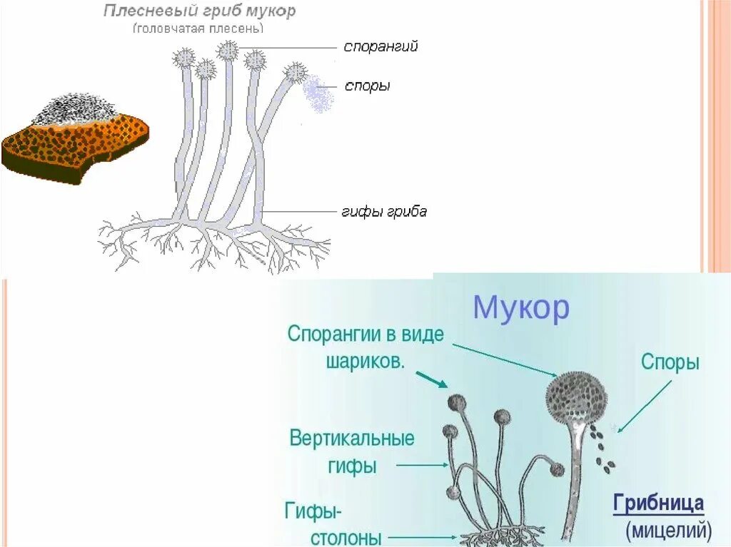 Строение плесени мукора. Плесневый гриб строение грибницы. Строение плесени мукор. Строение мицелия гриба мукора.