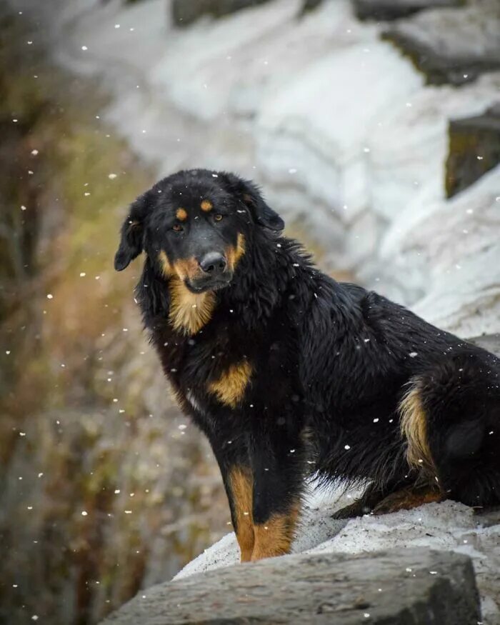 HIMALAYAN SHEEPDOG*HIMALAYAN MASTIFF ヒ マ ラ ヤ ン, マ ス