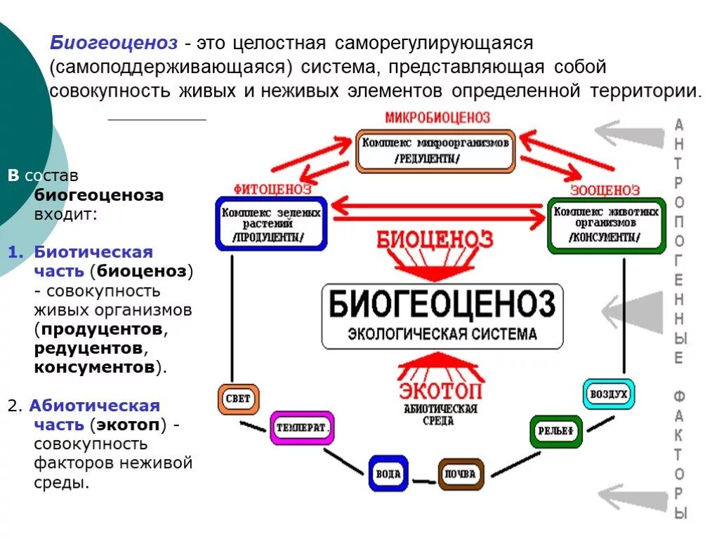 Самоподдерживающаяся система. Саморегулирующая экосистема. Саморегулирующаяся система. Пример саморегулирующейся системы. Что представляет собой б система