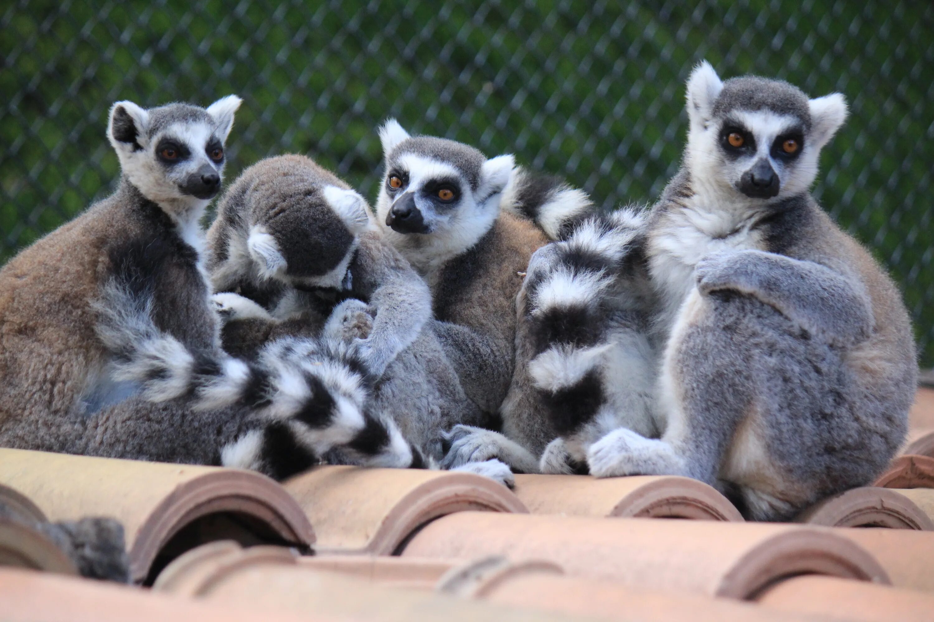 Exotic animals pets. Много лемуров. Лемур фото. Группа лемуров. Коллектив лемуров.