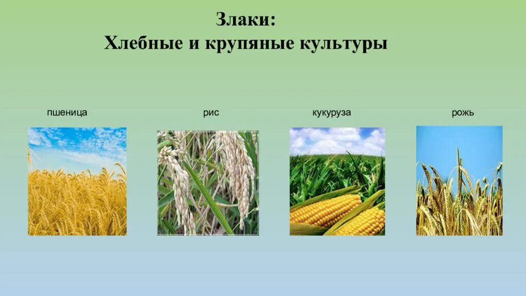 Пшенице ржи гречихе просо