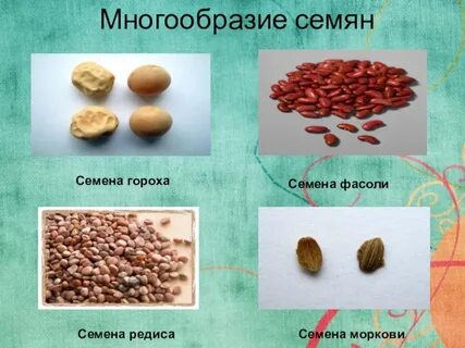 Почему семена разные