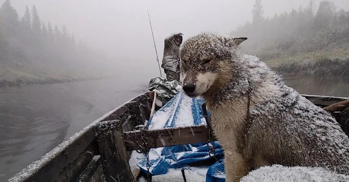 По тайге всегда довольно однообразно. В тайге, у енисея. тайга енисей промысел фильм. рыбалка и охота на енисее промысловики охотники на енисее. сибирь енисей тайга.
