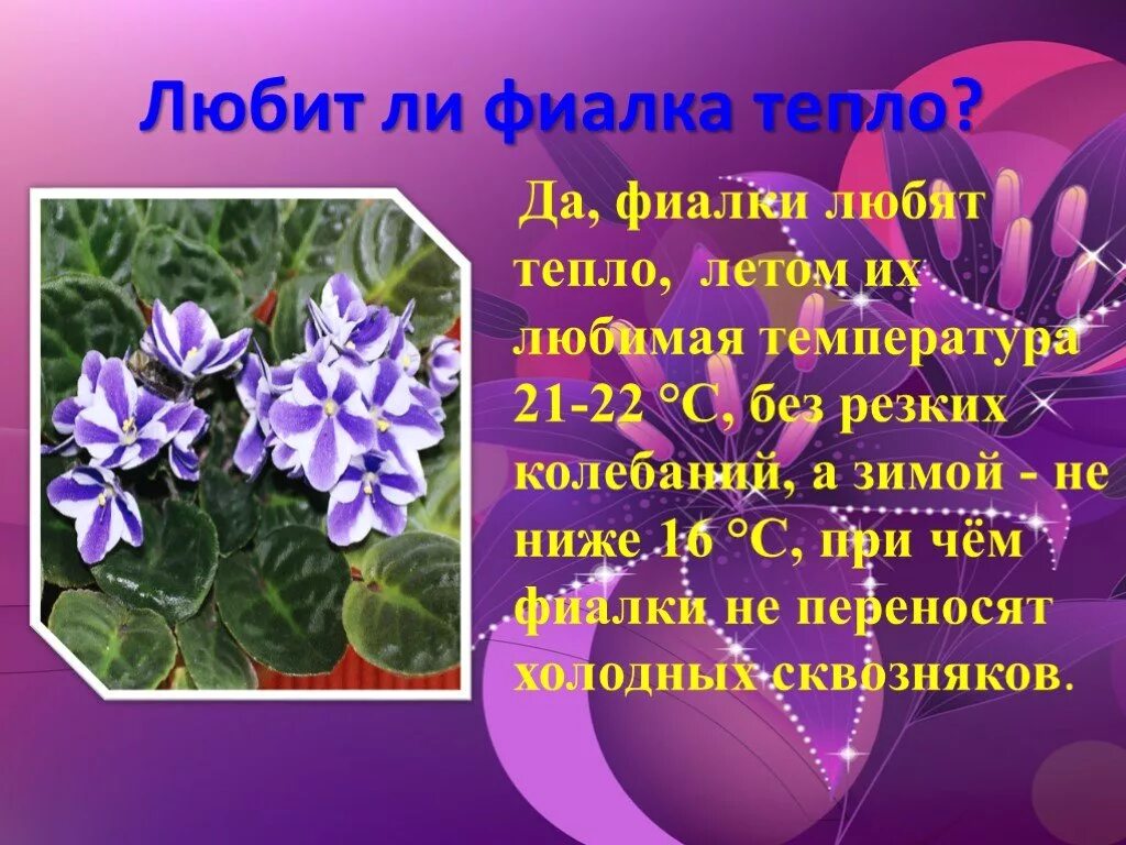 Мой цветок фиалка. Фиалка мини синяя. Мой цветок фиалка. Фиалка анютины глазки. Мое любимое растение фиалка.