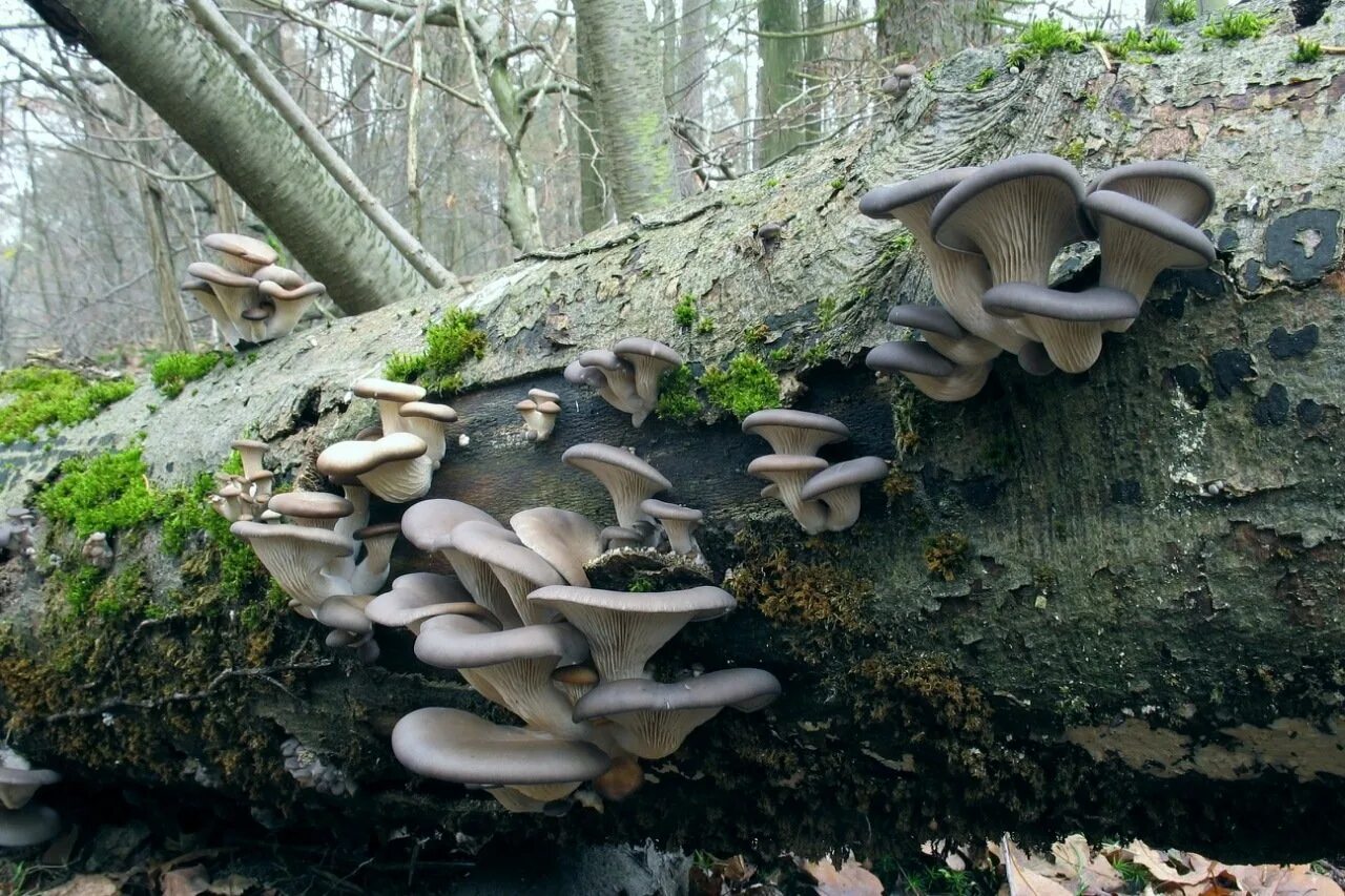 Вешенки на дереве. Вешенка обыкновенная (Pleurotus ostreatus). Вёшенка обыкновенная / Pleurotus ostreatus. Вёшенка обыкновенная грибы. Вёшенка обыкновенная Лесная.