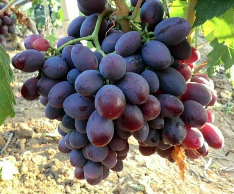 сорт винограда щелкунчик