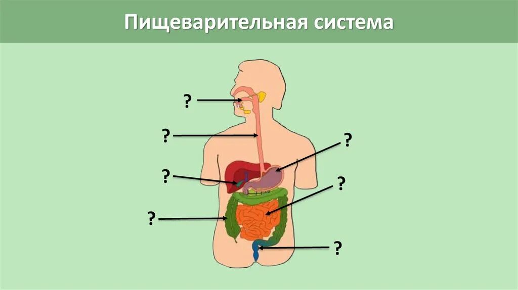 Органы пищеварения 4 класс. Пищеварительная система схема для детей. Органы пищеварительной системы человека 3 класс окружающий мир. Система пищеварения человека схема 3 класс. Пищеварительная система человека 4.