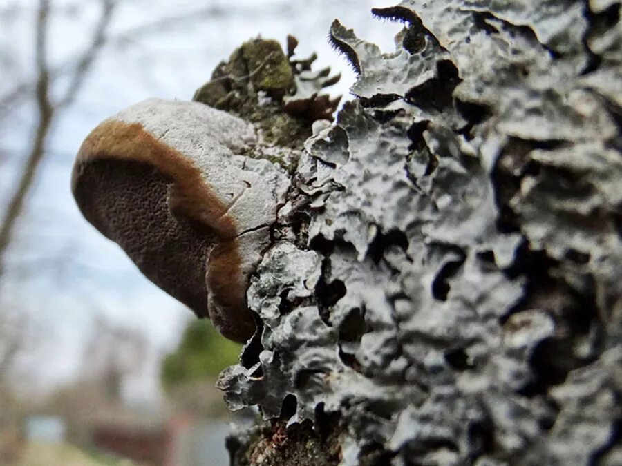 Трутовик споры. Phellinus pomaceus. Гриб трутовик на яблоне. Сливовый гриб трутовик. Трутовый гриб на яблоне.