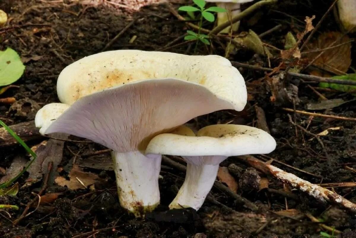 грузди грибы. груздь съедобный гриб. груздь бахромистый. груздь съедобный гриб. гриб правский груздь.