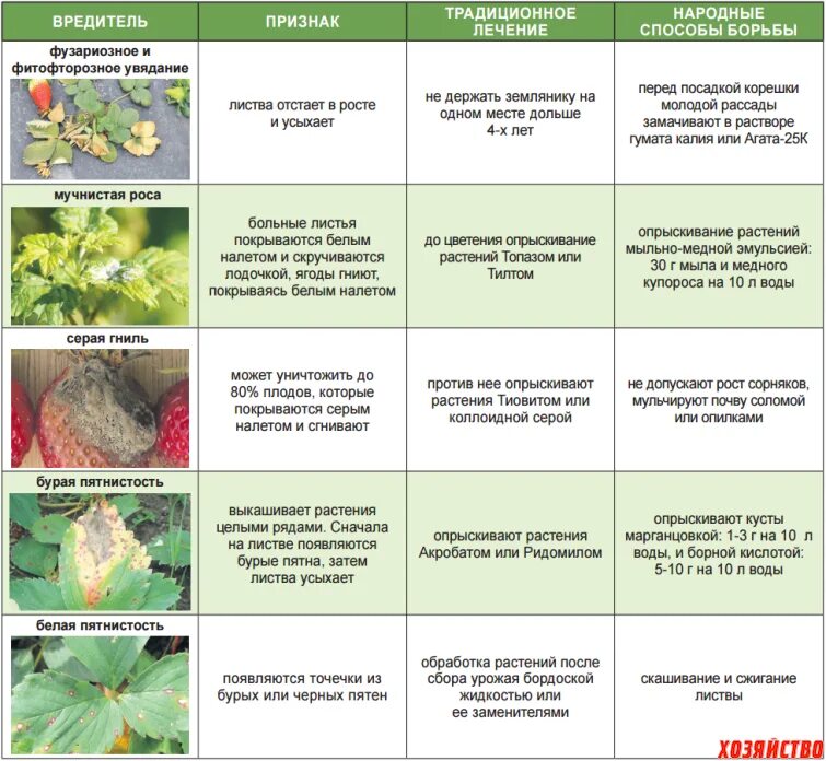 От болезни винограда весной. Болезни и вредители клубники фото описание борьбы. Вредители клубники описание с фотографиями листьев. Защита земляники от вредителей и болезней. Болезни садовой земляники описание.
