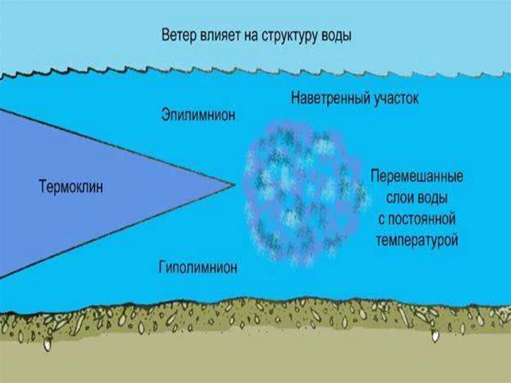 Перемешивание воды в Озерах. Термоклин. Термоклин в озере. Что такое термоклин в воде. Температура воды в пруду