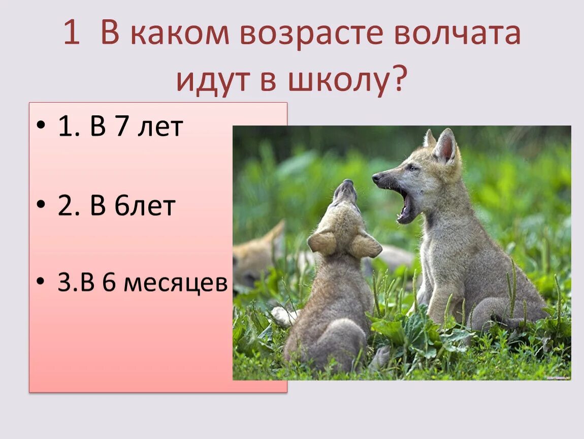 Волчонок Размеры. Возраст волчат. Волчонок 6 месяцев. Волчонок 2 недели. На площадке молодняка играли 5 волчат