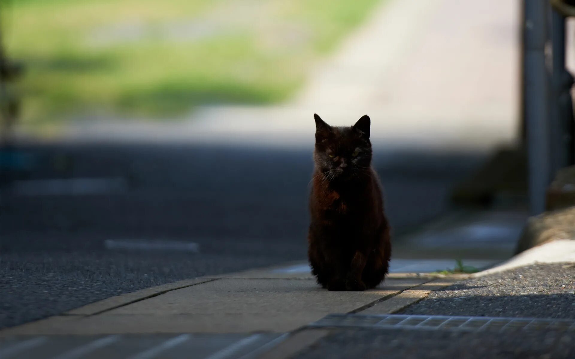 Чёрный кот. Котик на дороге. Кошка перебегает дорогу. Черная кошка на дороге. Котов дорога солнца 2 читать