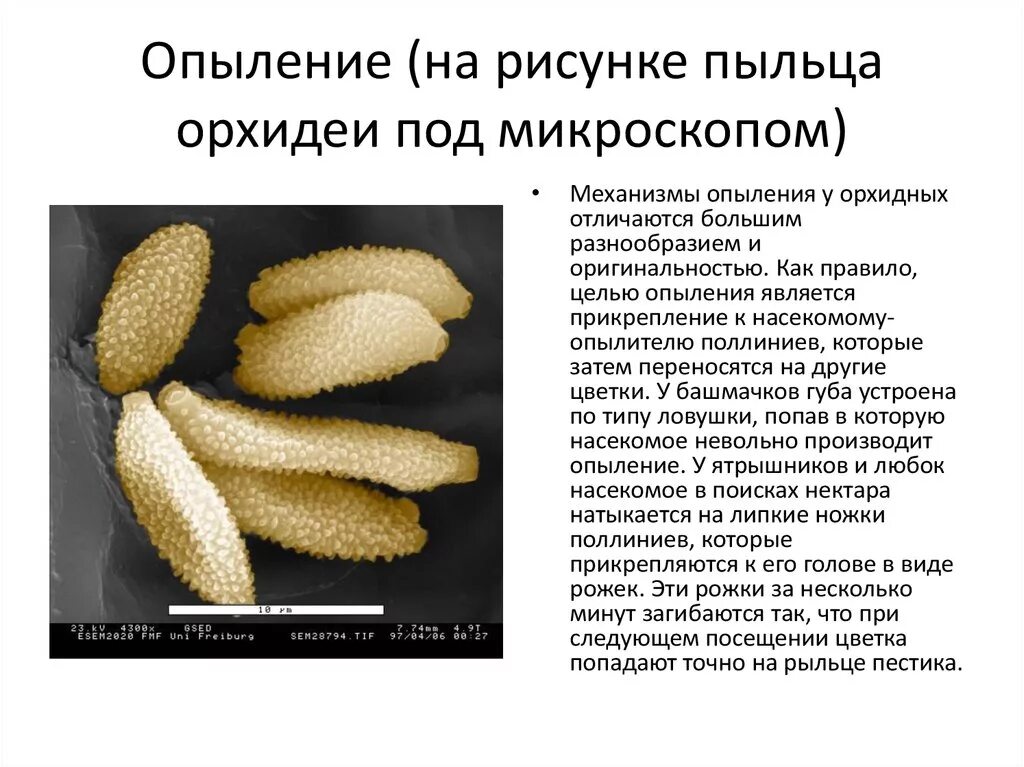 Способ опыления пыльца. Пыльца орхидеи. Пыльца орхидеи под микроскопом. Пыльца однодольных растений под микроскопом. Пыльца растений картинка.