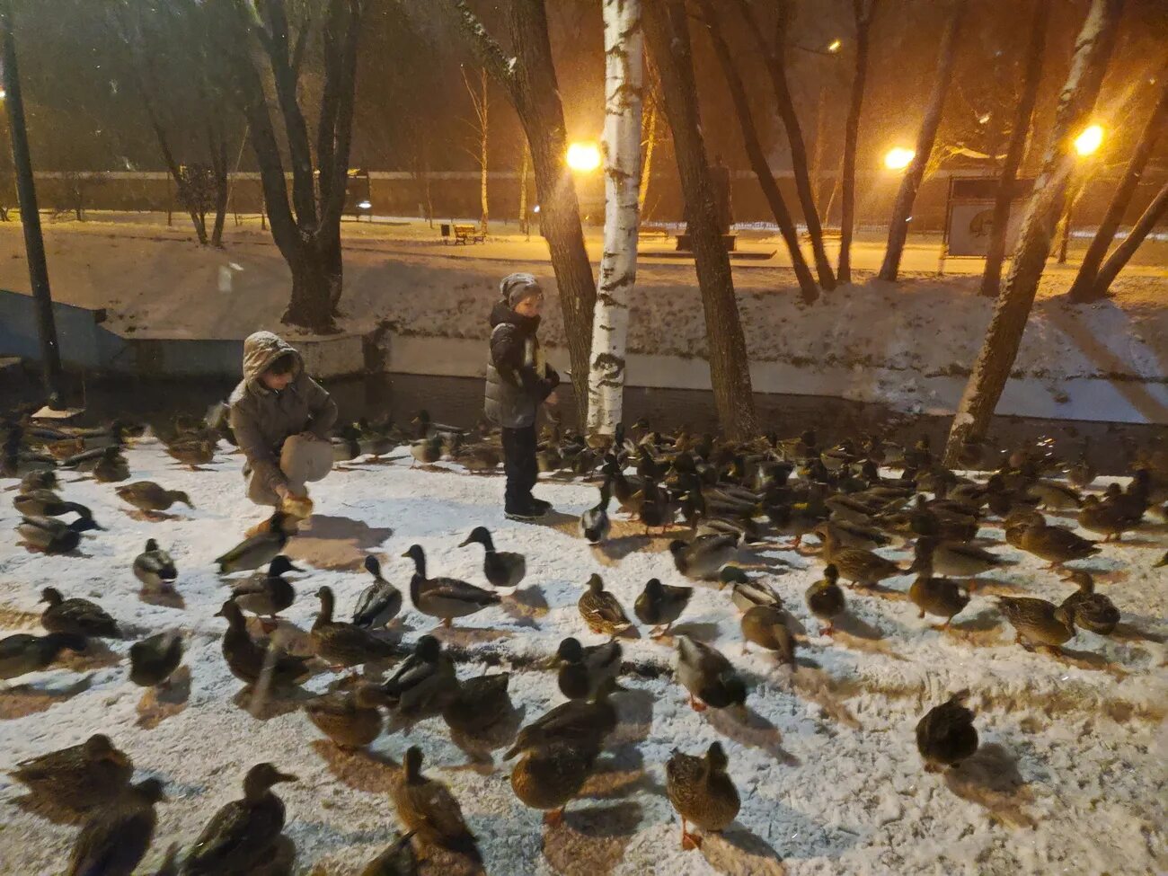 Чем кормить уток на пруду весной. Сергиев Посад утки. Сергиев Посад уточки пруд. Дикие утки Сергиев Посад. Утки прилетели.