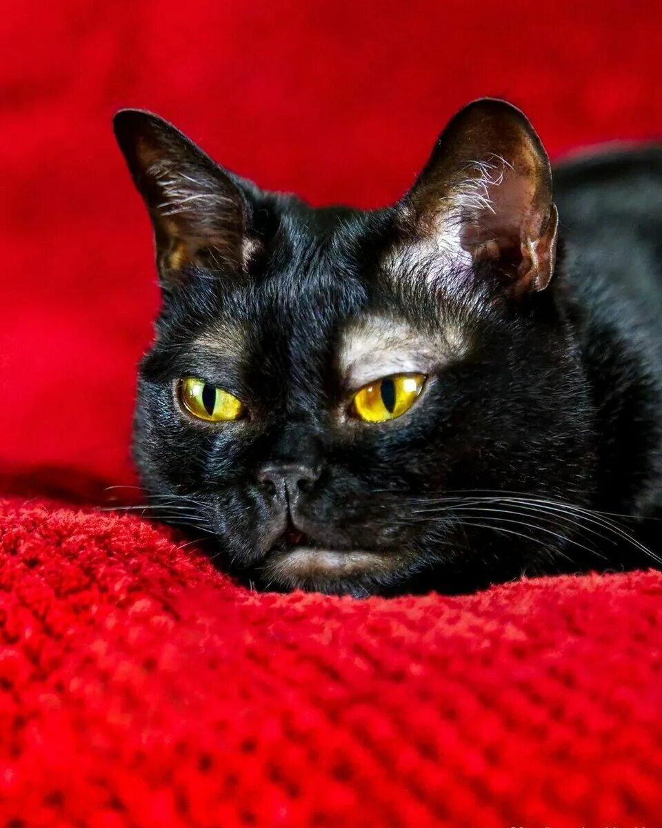 Бомбейская кошка. Бомбейская черная кошка. Чёрная кошка порода Бомбейская. Порода кошек Бомбейская кошка. Черная кошка содержание