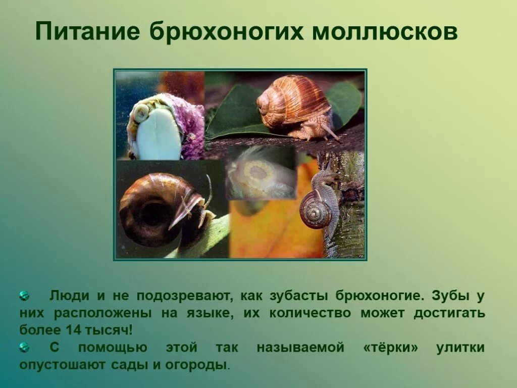 Брюхоногие моллюски питание. Тип питания брюхоногих моллюсков. Питание класса брюхоногие моллюски. Брюхоногие моллюсков это в биологии 7 класс.