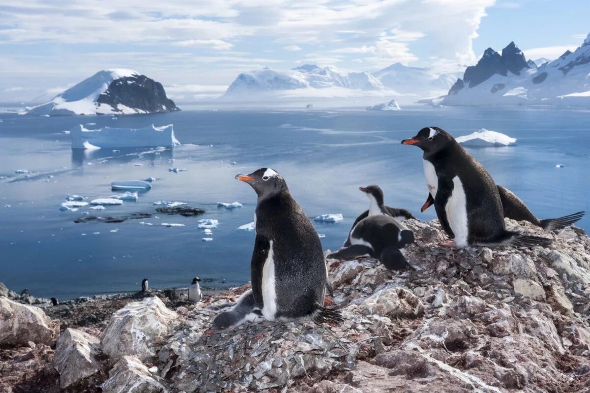как пингвины приспособились к антарктиде. пингвины в антарктиде. растительный и животный мир антарктиды. императорский пингвин в антарктиде. как пингвины приспособились к антарктиде.
