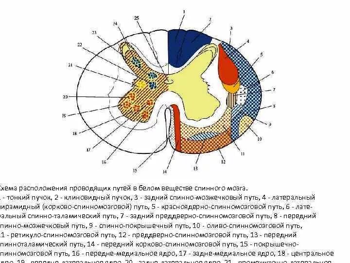 Схема внутреннего строения спинного мозга анатомия. Внутренне строение спинного мозга схема. Внутреннее строение спинного мозга поперечный срез схема. Поперечный разрез спинного мозга проводящие пути.