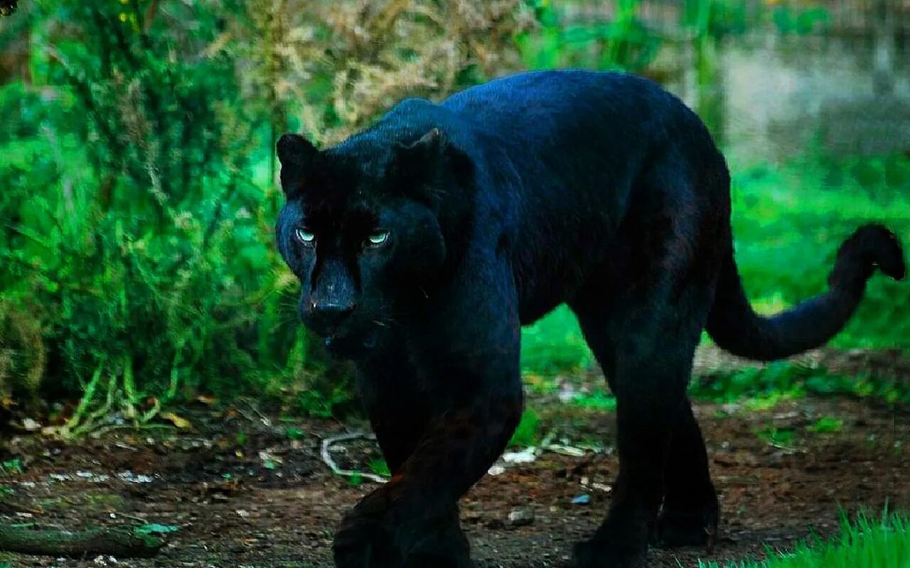 Черная пантера семейство кошачьих. Пантера окрас. Пантера в Африке. Черный Ягуар самец.