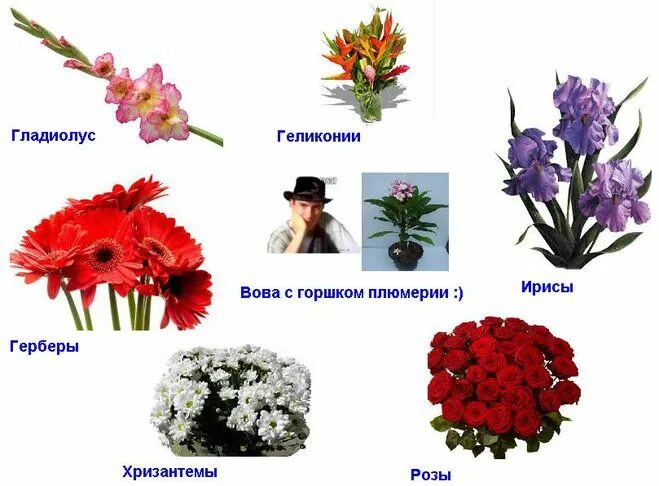 Февраль какие цветы дарить