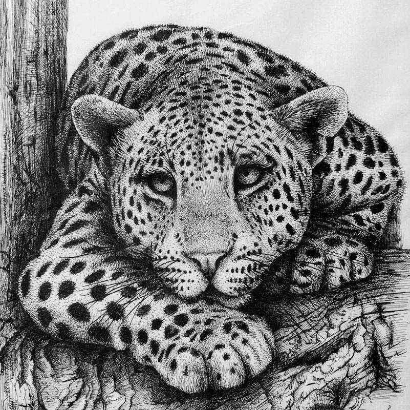 Животные рисунки. Леопард рисунок карандашом. Животные Графика. Черно белые рисунки животных.