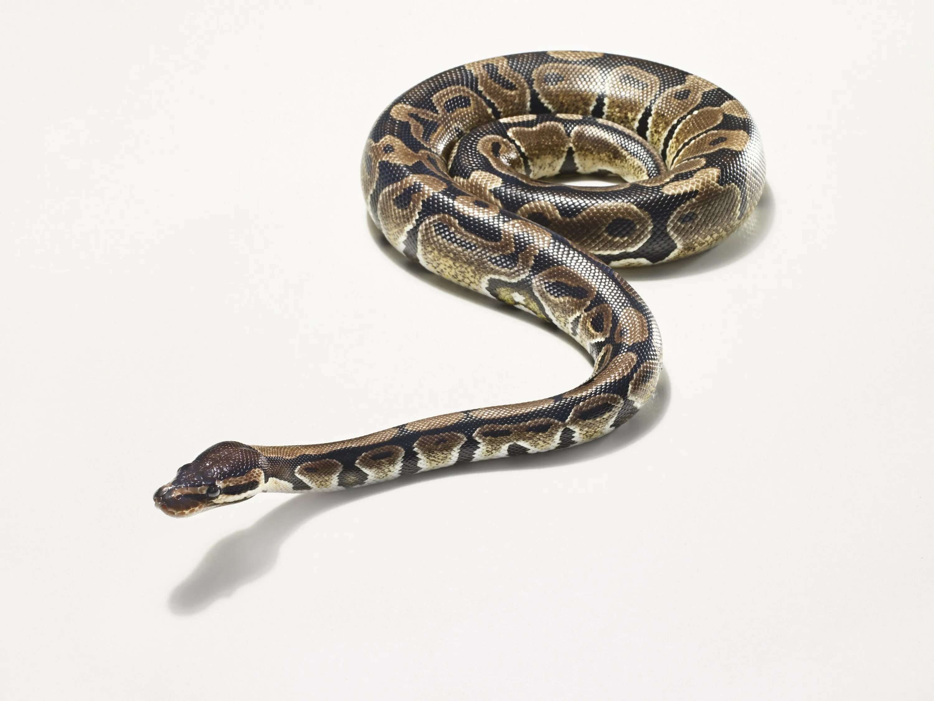 Joel Sartore- Photo Ark on Instagram: "Reaching lengths of almost 9 feet, the ea
