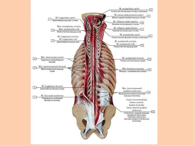 Мышцы спины поверхностные и глубокие слои анатомия. Глубокие мышцы спины анатомия латынь. Мышцы спины анатомия поверхностный слой. Мышцы спины второй глубокий слой.